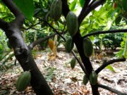 Ceará pode se tornar grande polo produtor e fornecedor de cacau com produção no interior do estado