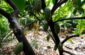 Ceará pode se tornar grande polo produtor e fornecedor de cacau com produção no interior do estado