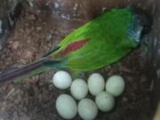 Periquito cara-suja, espécie nativa do Ceará e ameaçada de extinção, se reproduz no Planalto da Ibiapaba após 114 anos