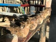 Operação da PF combate caça ilegal em Viçosa do Ceará e em outras quatro cidades do estado