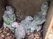 Filhotes de periquito cara-suja nascidos na Reserva Natural Serra das Almas são monitorados em etapa decisiva de reintrodução da espécie