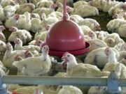 Embargo à carne de frango do Brasil deve elevar preço global do alimento
