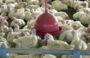 Embargo à carne de frango do Brasil deve elevar preço global do alimento