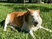 Conheça Silveira, o mascote da UFSM que conquistou as redes sociais