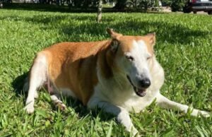 Conheça Silveira, o mascote da UFSM que conquistou as redes sociais