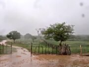 Cheiro de chuva: entenda de onde vem o aroma da terra molhada, que tem até nome