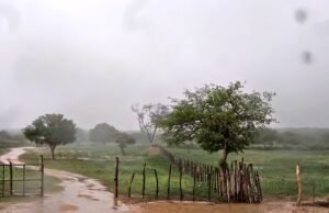 Cheiro de chuva: entenda de onde vem o aroma da terra molhada, que tem até nome