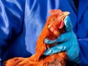 Governo confirma primeiro caso de gripe aviária em granja comercial no Brasil