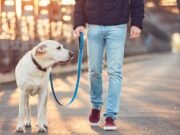 Companheiros que curam: o papel dos cães de suporte emocional