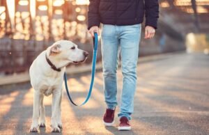 Companheiros que curam: o papel dos cães de suporte emocional