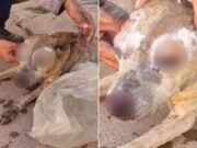 Cadela morre após ter 80% do corpo queimado em fogueira durante São João no Ceará; Polícia investiga maus-tratos