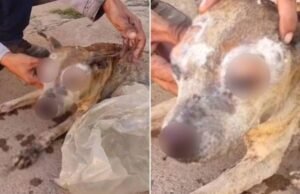 Cadela morre após ter 80% do corpo queimado em fogueira durante São João no Ceará; Polícia investiga maus-tratos