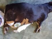 A cadela grávida morta em Quixeramobim e a urgência de um debate sobre humanidade, justiça e políticas públicas