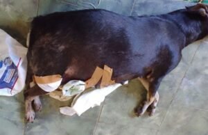 A cadela grávida morta em Quixeramobim e a urgência de um debate sobre humanidade, justiça e políticas públicas