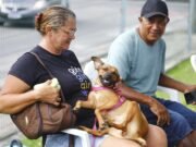 Pet Ceará Móvel alcança 6 mil castrações em 50 dias e realiza ação com serviços gratuitos na Arena Castelão