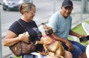 Pet Ceará Móvel alcança 6 mil castrações em 50 dias e realiza ação com serviços gratuitos na Arena Castelão