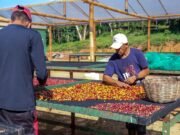 “Nos Trilhos do Café”: documentário celebra a colheita do café, a cultura e a inclusão na Serra de Baturité