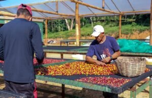 “Nos Trilhos do Café”: documentário celebra a colheita do café, a cultura e a inclusão na Serra de Baturité