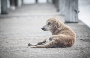 Violência contra os animais: até quando vamos assistir calados?