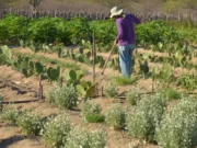 Estudo mostra ganhos necessários para vida digna em áreas do semiárido