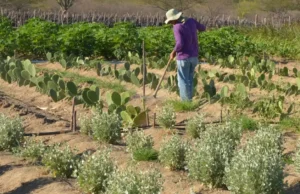 Estudo mostra ganhos necessários para vida digna em áreas do semiárido