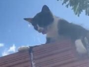 Envenenamento de gatos no Conjunto Sabonete: um crime silencioso que precisa de resposta