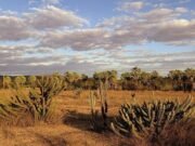 Plano nacional mira recuperação da Caatinga e alerta para avanço da desertificação no Brasil