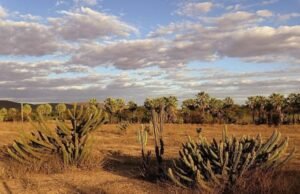 Reflexão sobre o Dia de Proteção às Florestas e o silêncio sobre a caatinga