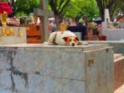Cidade do Rio Grande do Norte aprova projeto que autoriza sepultamento de animais de estimação junto aos tutores