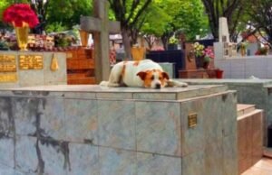 Cidade do Rio Grande do Norte aprova projeto que autoriza sepultamento de animais de estimação junto aos tutores