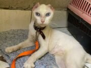 Quando vamos tratar os animais com a dignidade que merecem?