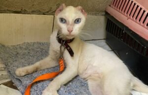 Quando vamos tratar os animais com a dignidade que merecem?