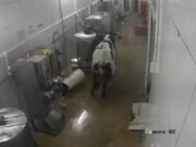 Vaca invade fábrica em Maracanaú, persegue funcionários e causa tumulto