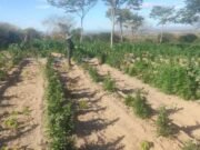 Polícia encontra plantação com 60 mil pés de maconha na zona rural de Brejo Santo