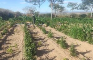 Polícia encontra plantação com 60 mil pés de maconha na zona rural de Brejo Santo