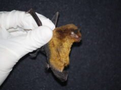 Pesquisadores descobrem duas novas espécies de morcegos no Ceará, encontradas no Maciço de Baturité