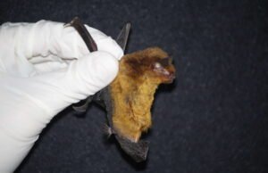 Pesquisadores descobrem duas novas espécies de morcegos no Ceará, encontradas no Maciço de Baturité