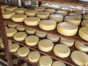 Com mais de 2 mil queijarias ilegais, Ceará amplia fiscalização com novos servidores da Adagri