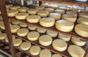 Com mais de 2 mil queijarias ilegais, Ceará amplia fiscalização com novos servidores da Adagri