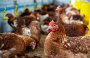 Gripe aviária: o que você precisa saber sobre riscos, transmissão e segurança dos alimentos