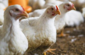 Quixeramobim não exporta frango, ovos e derivados para o Japão; entenda proibição do país