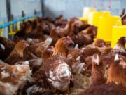 Japão suspende importação de frango e derivados de Quixeramobim após registro de gripe aviária