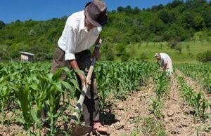 Reflexão sobre o Dia do Agricultor: gratidão aos nossos verdadeiros heróis
