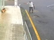 Idoso é preso após envenenar quatro cães de rua e tentar subornar policiais com R$ 5 mil