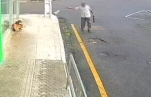 Idoso envenena cães, tenta subornar policiais e expõe a banalização da crueldade contra animais