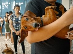 Senadores querem endurecer punição para maus-tratos a animais