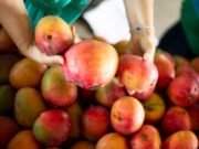 Preços do morango, manga e batata inglesa registram queda na Ceasa