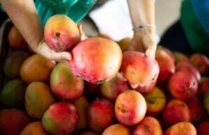 Preços do morango, manga e batata inglesa registram queda na Ceasa