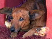 Cão caminha 12 km para se despedir do dono em velório em Minas Gerais