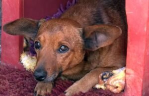 Cão caminha 12 km para se despedir do dono em velório em Minas Gerais